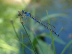 Enallagma semicirculare