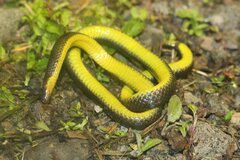 Atractus modestus