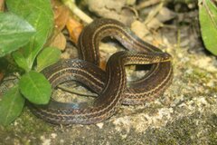 Atractus occidentalis