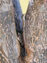 Anolis lineatus