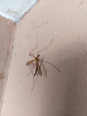 Tipulinae