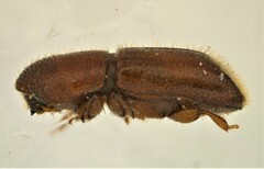 Dryoxylon onoharaense