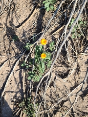 Kallstroemia grandiflora