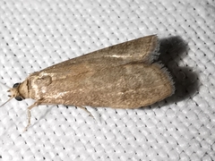 Eccopisa effractella