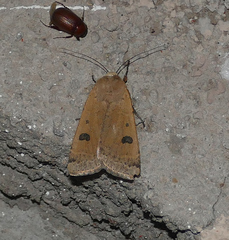 Dichagyris triphaenoides