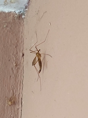 Tipulinae