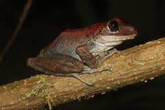 Pristimantis crenunguis