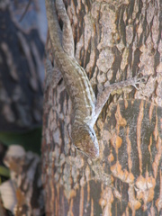 Anolis lineatus