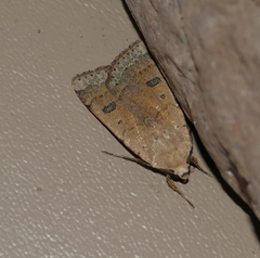 Dichagyris triphaenoides