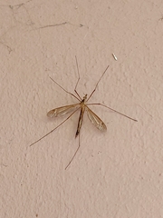 Tipulinae
