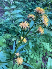 Cacaliopsis nardosmia