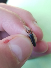 Acropteroxys lecontei