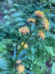 Cacaliopsis nardosmia