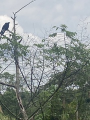 Crotophaga major