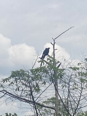 Crotophaga major