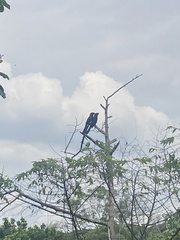 Crotophaga major