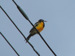 Icterus icterus
