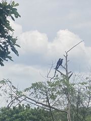 Crotophaga major