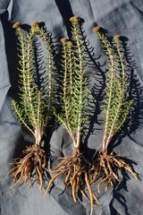 Pseudosedum lievenii