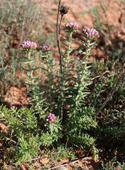 Pseudosedum lievenii
