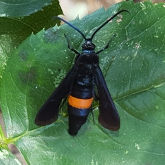 Synanthedon exitiosa