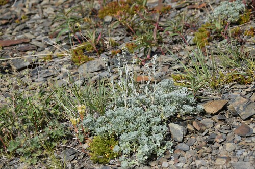 Image of Artemisia alaskana by (c) Syd Cannings, some rights reserved (CC BY)