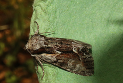 Hyppa rectilinea