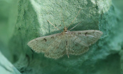 Anania perlucidalis