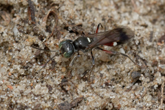 Alysson spinosus