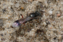 Alysson spinosus