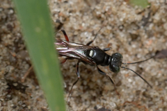 Alysson spinosus