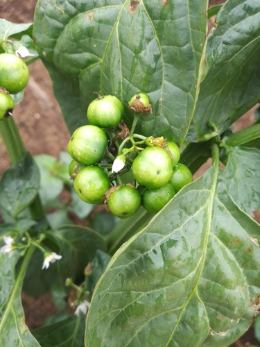 Garden Huckleberry