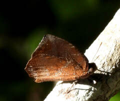 Charaxinae