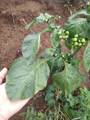 Solanum scabrum