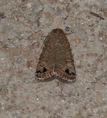 Anorthodes triquetra