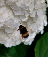 Bombus