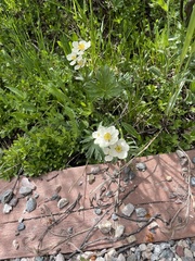 Anemonastrum zephyrum