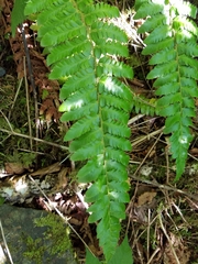 Polystichum setigerum