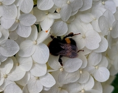 Bombus