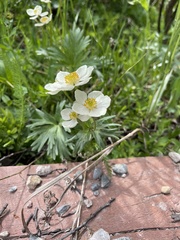 Anemonastrum zephyrum