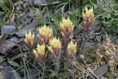 Castilleja hyperborea