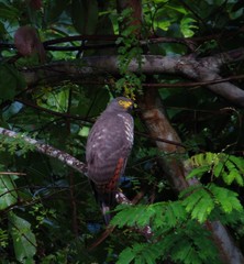 Rupornis magnirostris