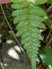 Polystichum setigerum
