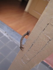 Geometridae