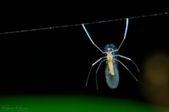 Aphidoletes aphidimyza