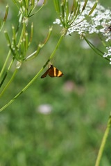 Idaea flaveolaria
