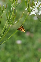 Idaea flaveolaria