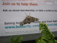 Biston betularia typica