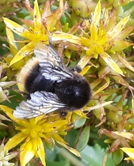 Bombus soroeensis