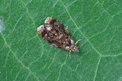 Olethreutes albiciliana